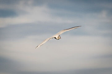 seagull flying in the sky