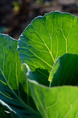 Green leaf close up background.