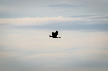 black heron flying in the sky