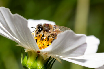 A bee collects nectar, a white flower, a parasite Varroa destructor mite on its back