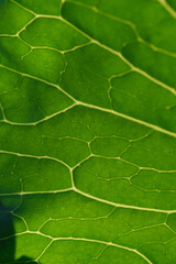 Green leaf close up background.