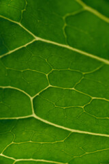 Green leaf close up background.