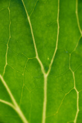 Green leaf close up background.