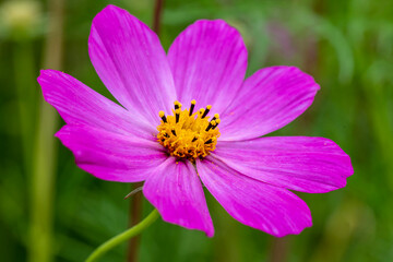 A cosmic flower in a summer garden. Cosmea Bipinnata, Bidens Formosa, In Horizontal Format Close-Up