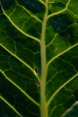 Green leaf close up background.