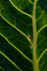Green leaf close up background.