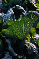 Obraz premium Close up of cabbage leaves