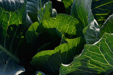 Obraz premium Close up of cabbage leaves