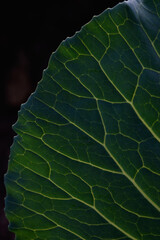 Green leaf close up background.