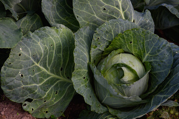 Fototapeta premium Close up of cabbage head