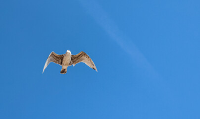 Fototapeta premium Seagull flying in the blue sky