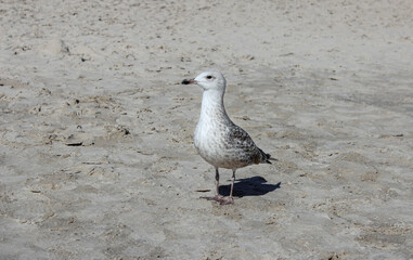 Seagull on the beach