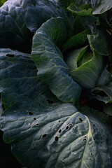 Obraz premium Close up of cabbage head