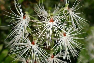 Habenaria medusa flowers and buds endemic to Java, Sumatra and Borneo. Habenaria, commonly called rein orchids or bog orchids, is a widely distributed genus of orchids, orchideae. © juerginho