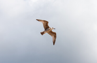 Seagull flying in the sky
