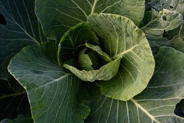 Close up of cabbage head