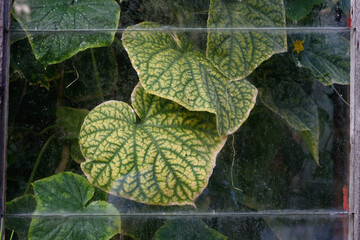 Cucumbers and leaves of cucumber bushes. Close-up view