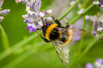 Close up of a bumblebee on a lavender flower