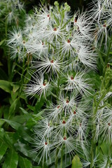 Habenaria medusa flowers and buds endemic to Java, Sumatra and Borneo. Habenaria, commonly called...