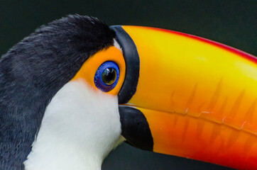close up of toucan