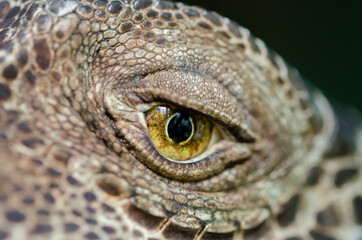 close up of a lizard eye