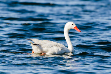 white swan on the water