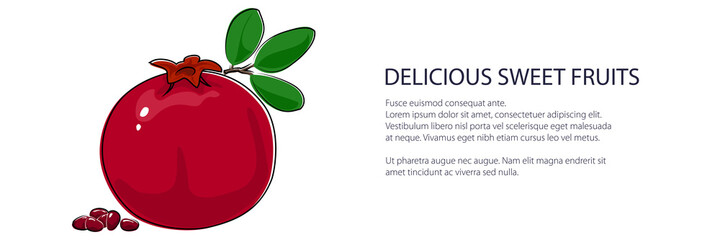 Red pomegranate banner , tropical fruit isolated on white background, vector illustration