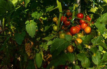 Frische kleine Tomaten aus dem Garten