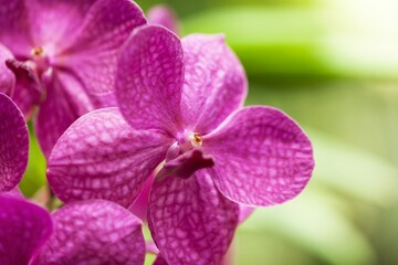 Pink Vanda Orchids Close-Up