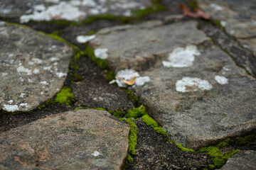 Mossy Way