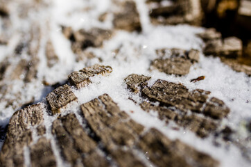 close up of a tree with snow