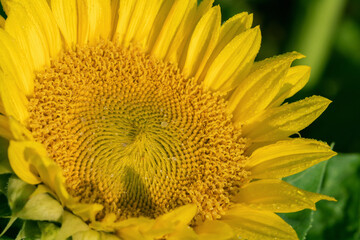 Closeup of a sunflower (Helianthus annuus) with dew drops.