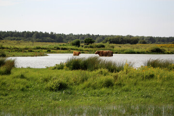 Marais de La Bass&eacute;e / Le Crotoy 
