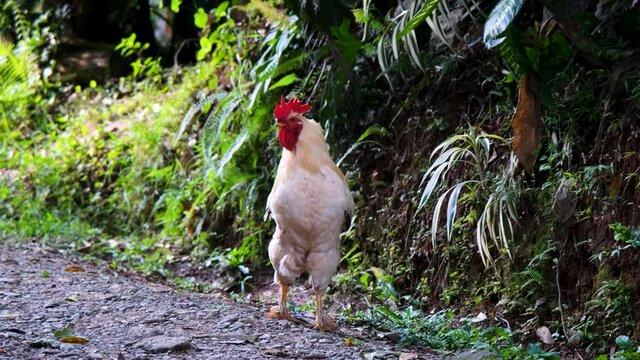 Gallina caminando y comiendo