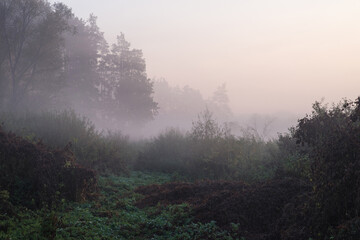 Obraz premium Foggy morning at the edge of the forest.