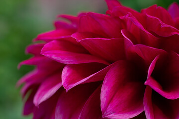 Dahlia petals macro view. Bright botanical floral background