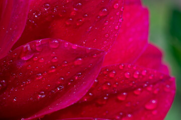 Extremely close up macro photo of red petals with plenty water droplets on green bokeh effect background