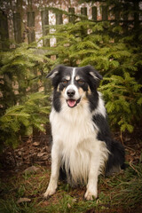 Border collie is sitting in the bush. Autumn photoshooting in park.