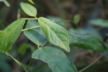 Centrosema virginianum plant with a natural background. Also called Spurred Butterfly Pea, wild blue vine, blue bell, wild pea. This plant in Indonesia (Javanese) is called sinder siman.