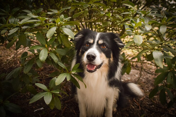Border collie is sitting in the bush. Autumn photoshooting in park.