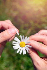 Fingers are tearing off petals one by one, playing guess game.Young female hands hold one single white chamomile flower.Vertical macro photo