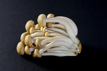 Shimeji brown beech mushrooms close-up