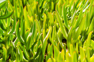 green grass background