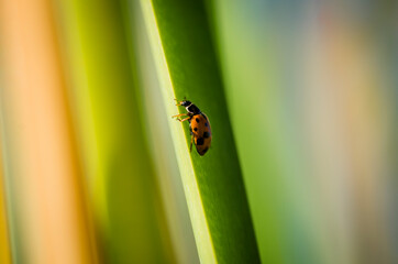 close up of a ladybug on green leaf