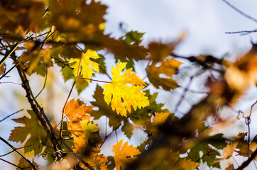 autumn leaves in the sky