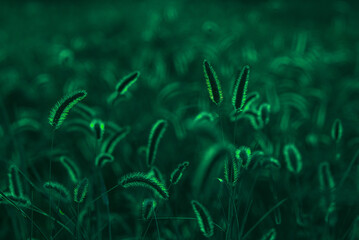 Fototapeta na wymiar the ears of grass glow in the contour light in the fields