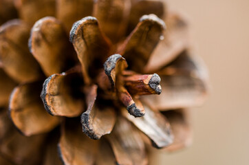 close up of a pine cone