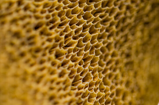 close up texture of a  yellow fungus
