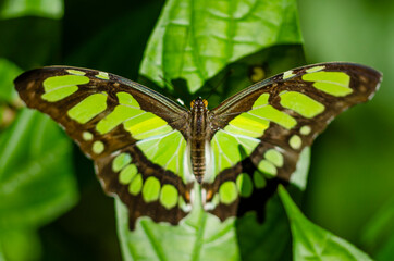 close up of a grenn butterfly on a green leaf