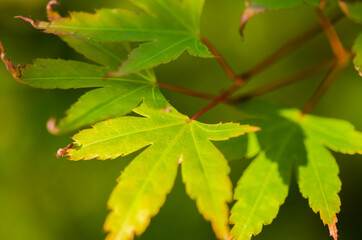close up of green leaves